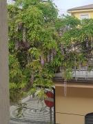 Una finestra sul glicine