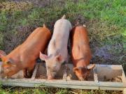 Dartmoor Reach Alpaca Farm Heated Cabins 5 mins drive to Dartmoor