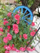 Top Castelvecchio Calvisio