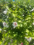 Top Dunavăţu de Jos