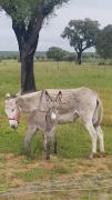 Top Ferreira do Alentejo