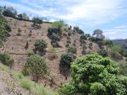 Top Viotá Top Viotá