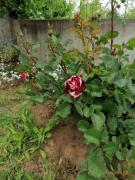 Villa Krisia Apartments