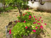 Top Ýpsos Top Ýpsos