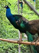 Top Ban Na Sok