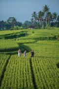Top Ubud