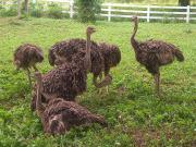 Top Chai Badan Top Chai Badan