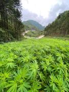 Top Hà Giang