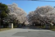 Top Abiko