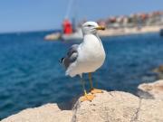 Top Piran