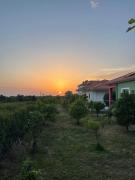 Top Filiatra Top Filiatra