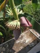 Koito-House calangute guest house