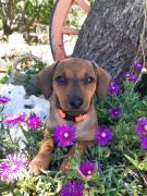 Top Castelvecchio Calvisio