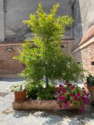 Top Casale Monferrato