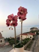 Top Tropea