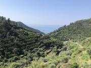 Top Volastra Top Volastra