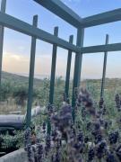 Top Vasto
