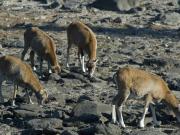 Studio cabine mezzanine avec parking, vue Pyrénées - FR-1-580-26