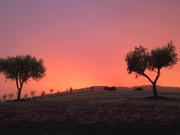 Top Scandiano