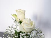 biRose B&B Affittacamere