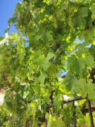 Top San Martín del Camino