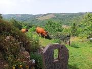 Top Becerreá Top Becerreá