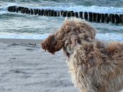 Apartamenty Sunrise Kolobrzeg Podczele