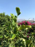 Top Emborios Kalymnos