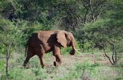 Top Tsavo West National Park