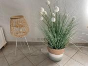 Top Grasse Top Grasse