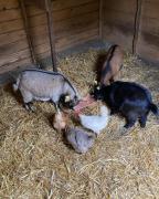 Top Saint-Pé-de-Bigorre