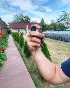 Top Primorskoye