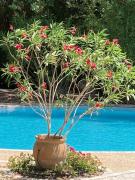 Top Sérignan-du-Comtat