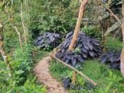 Cucú Ardilla Vivienda Campestre en Pance