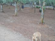 Top Francavilla Fontana