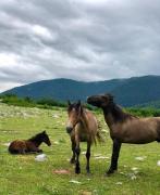 Iason Guest House in Mazeri