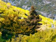 Top Losar de la Vera