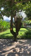 Top Camburi