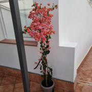 Top Santiago del Teide