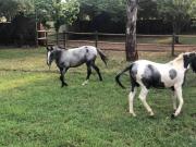 Haizums Equestrian Centre