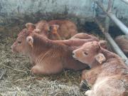 Top Cangas del Narcea