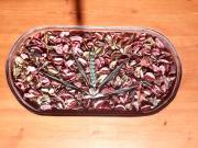 Top Kalívia Top Kalívia