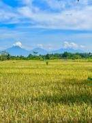Top Ubud