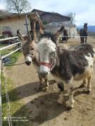 BUEHLERHOF Agriturismo, Obst-&Weingut, Urlaub mit Hund, Pferde, Bauernhof, Brixen