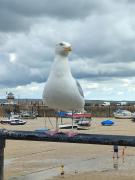 Top St Ives