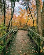 Top Brewster Top Brewster