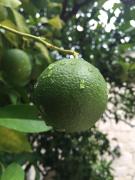 Top Kaprije Top Kaprije