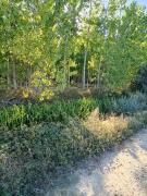 Top Saldaña Top Saldaña