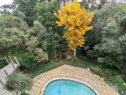 Pecan Tree Forest Studio B