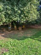 Les Insolites de Nini